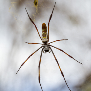 2013-08-12 - Golden orb web spider <br/>Kirindy Private Reserve - Morondava - Madagaskar<br/>Canon EOS 7D - 100 mm - f/8.0, 0.01 sec, ISO 200