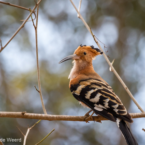 2013-08-12 - Hop (Upupa epops)<br/>Kirindy Private Reserve - Morondava - Madagaskar<br/>Canon EOS 7D - 400 mm - f/5.6, 1/640 sec, ISO 800