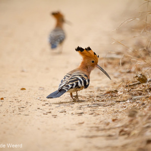 2013-08-12 - Hop (Upupa epops)<br/>Kirindy Private Reserve - Morondava - Madagaskar<br/>Canon EOS 7D - 400 mm - f/5.6, 1/1600 sec, ISO 800