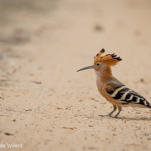 2013-08-12 - Hop (Upupa epops)<br/>Kirindy Private Reserve - Morondava - Madagaskar<br/>Canon EOS 7D - 400 mm - f/5.6, 1/2000 sec, ISO 800