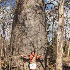 2013-08-12 - Enorme baobab boom<br/>Allee des Baobab - Morondava - Madagaskar<br/>Canon PowerShot SX1 IS - 5 mm - f/4.0, 1/500 sec, ISO 80