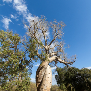 2013-08-12 - Baobab Lovetree<br/>Allee des Baobab - Morondava - Madagaskar<br/>Canon EOS 7D - 10 mm - f/8.0, 1/500 sec, ISO 200
