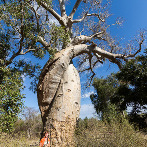 2013-08-12 - Carin bij de Baobab Lovetree<br/>Allee des Baobab - Morondava - Madagaskar<br/>Canon EOS 7D - 10 mm - f/8.0, 1/640 sec, ISO 200