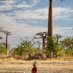 2013-08-12 - Hout sprokkelen<br/>Allee des Baobab - Morondava - Madagaskar<br/>Canon EOS 7D - 55 mm - f/8.0, 1/160 sec, ISO 200