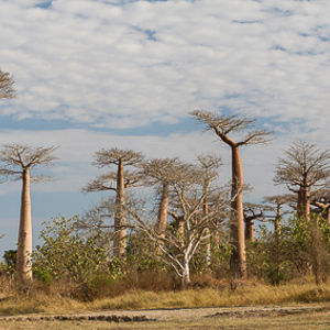 2013-08-12 - Baobab landschap<br/>Allee des Baobab - Morondava - Madagaskar<br/>Canon EOS 7D - 60 mm - f/8.0, 1/200 sec, ISO 200