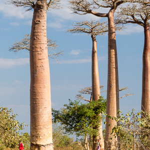 2013-08-12 - Enorme Baobab-bomen met kleine mensjes<br/>Allee des Baobab - Morondava - Madagaskar<br/>Canon EOS 7D - 67 mm - f/8.0, 1/125 sec, ISO 200