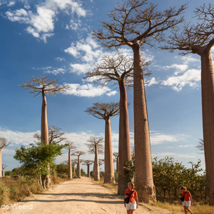 2013-08-12 - Carin bij de Baobab Allee<br/>Allee des Baobab - Morondava - Madagaskar<br/>Canon EOS 7D - 24 mm - f/8.0, 1/200 sec, ISO 200
