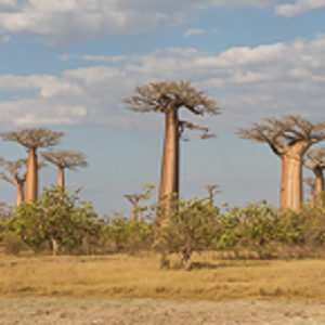 2013-08-12 - Panorama van Baobab bomen landschap<br/>Allee des Baobab - Morondava - Madagaskar<br/>Canon EOS 7D - 75 mm - f/8.0, 1/200 sec, ISO 200