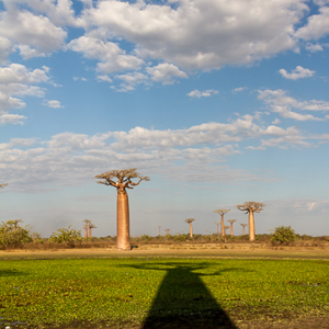 2013-08-12 - Schaduw van een Baobab<br/>Allee des Baobab - Morondava - Madagaskar<br/>Canon EOS 7D - 24 mm - f/11.0, 1/200 sec, ISO 200