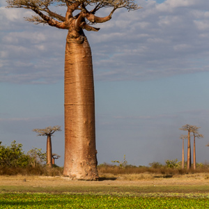 2013-08-12 - Baobab en reiger<br/>Allee des Baobab - Morondava - Madagaskar<br/>Canon EOS 7D - 75 mm - f/11.0, 1/200 sec, ISO 200