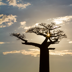 2013-08-12 - Silhouet van een Baobab-boom<br/>Allee des Baobab - Morondava - Madagaskar<br/>Canon EOS 7D - 67 mm - f/16.0, 1/500 sec, ISO 200
