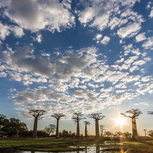 2013-08-12 - Net voor zonsondergang bij de Baobab Allee<br/>Allee des Baobab - Morondava - Madagaskar<br/>Canon EOS 7D - 10 mm - f/16.0, 1/320 sec, ISO 200