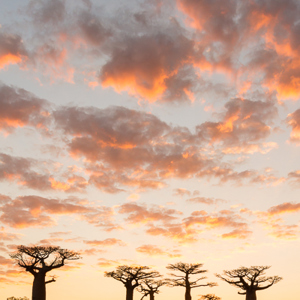 2013-08-12 - Zonsondergang tussen de Baobab-bomen<br/>Allee des Baobab - Morondava - Madagaskar<br/>Canon EOS 7D - 24 mm - f/16.0, 1/13 sec, ISO 200