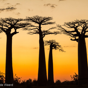 2013-08-12 - Zonsondergang bij de Baobab Allee<br/>Allee des Baobab - Morondava - Madagaskar<br/>Canon EOS 7D - 67 mm - f/8.0, 1/15 sec, ISO 200