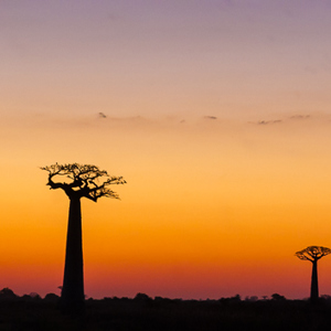 2013-08-12 - Net na zonsondergang bij de Baobab Allee<br/>Allee des Baobab - Morondava - Madagaskar<br/>Canon EOS 7D - 50 mm - f/5.0, 1/15 sec, ISO 1600