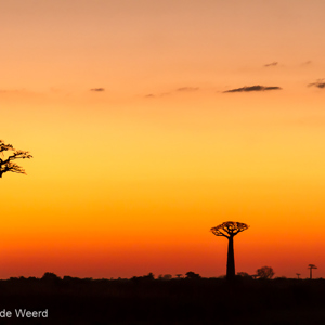 2013-08-12 - Net na zonsondergang bij de Baobab Allee<br/>Allee des Baobab - Morondava - Madagaskar<br/>Canon EOS 7D - 105 mm - f/5.0, 1/30 sec, ISO 1600