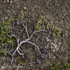 2022-07-21 - Mini-boompje<br/>Sarkofagen - Lonngyearbyen - Spitsbergen<br/>Canon EOS R5 - 94 mm - f/11.0, 0.02 sec, ISO 200
