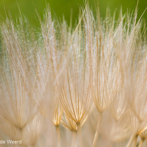 2012-04-29 - Pluis van de Morgenster<br/>Molyvos - Mythimna - Griekenland<br/>Canon EOS 7D - 100 mm - f/8.0, 1/400 sec, ISO 200