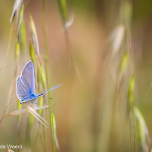 2012-04-29 - Heideblauwtje<br/>Skala Sikamineas - Griekenland<br/>Canon EOS 7D - 400 mm - f/5.6, 1/800 sec, ISO 200