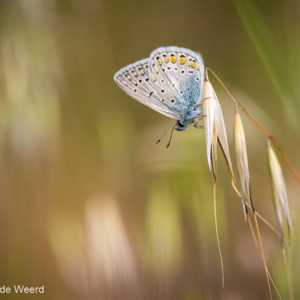 2012-04-29 - Heideblauwtje<br/>Skala Sikamineas - Griekenland<br/>Canon EOS 7D - 400 mm - f/5.6, 1/1250 sec, ISO 200