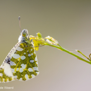 2012-04-29 - Oranjetipje<br/>Skala Sikamineas - Griekenland<br/>Canon EOS 7D - 100 mm - f/2.8, 1/800 sec, ISO 200
