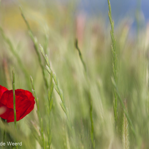 2012-04-30 - Klaproos tussen het groen<br/>Skala Sikamineas - Griekenland<br/>Canon EOS 7D - 105 mm - f/4.0, 1/1250 sec, ISO 200