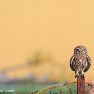2012-05-01 - Steenuil<br/>Skala Kaloni - Griekenland<br/>Canon EOS 7D - 400 mm - f/6.3, 1/2000 sec, ISO 400