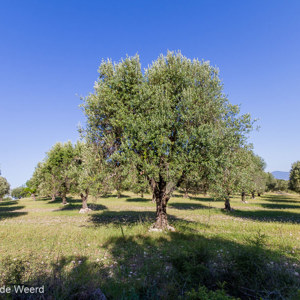 2012-05-02 - Olijfboomgaard<br/>Lisvori - Griekenland<br/>Canon EOS 7D - 10 mm - f/8.0, 1/250 sec, ISO 200