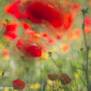 2012-05-02 - A splash of red - photoItem.Description<br/>Lisvori - Griekenland<br/>Canon EOS 7D - 400 mm - f/8.0, 1/250 sec, ISO 200
