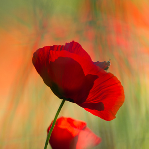 2012-05-02 - Klaprozen in het groen<br/>Lisvori - Griekenland<br/>Canon EOS 7D - 350 mm - f/5.6, 1/250 sec, ISO 200