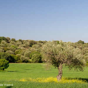 2012-05-02 - Prachtige groene en gele tinten<br/>Lisvori - Griekenland<br/>Canon EOS 7D - 35 mm - f/8.0, 1/200 sec, ISO 200