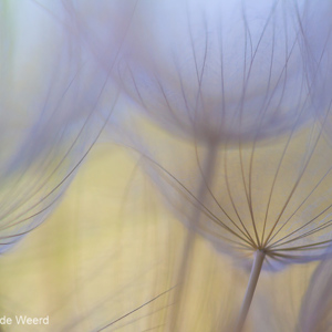 2012-05-02 - Pluis van de Morgenster<br/>Lisvori - Griekenland<br/>Canon EOS 7D - 100 mm - f/2.8, 1/800 sec, ISO 200