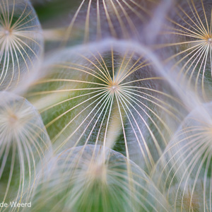 2012-05-07 - Pluis van de Morgenster<br/>Griekenland<br/>Canon EOS 7D - 100 mm - f/2.8, 1/400 sec, ISO 200
