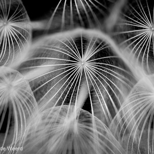 2012-05-07 - Pluis van de Morgenster in zwart-wit<br/>Griekenland<br/>Canon EOS 7D - 100 mm - f/2.8, 1/400 sec, ISO 200