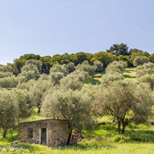 2012-05-02 - Oude olijfboomgaard<br/>Lisvori - Griekenland<br/>Canon EOS 7D - 35 mm - f/8.0, 1/125 sec, ISO 200