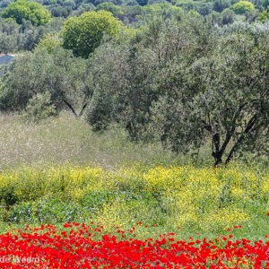 2012-05-02 - Lagen met geel, rood en groen<br/>Skamnioudi - Griekenland<br/>Canon EOS 7D - 100 mm - f/5.0, 1/1000 sec, ISO 200