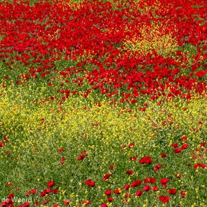 2012-05-02 - Geel en Rood<br/>Skamnioudi - Griekenland<br/>Canon EOS 7D - 105 mm - f/8.0, 1/200 sec, ISO 200