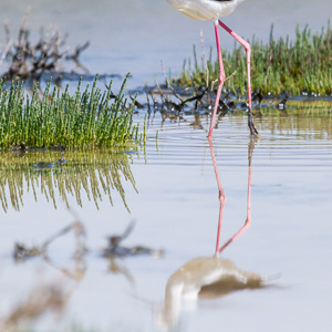 2012-05-02 - Steltkluut<br/>Skamnioudi - Griekenland<br/>Canon EOS 7D - 330 mm - f/6.3, 1/2000 sec, ISO 200