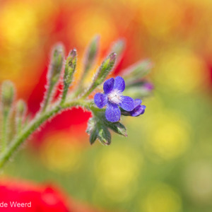 2012-05-02 - Nog meer kleur<br/>Skamnioudi - Griekenland<br/>Canon EOS 7D - 105 mm - f/4.0, 1/1000 sec, ISO 200