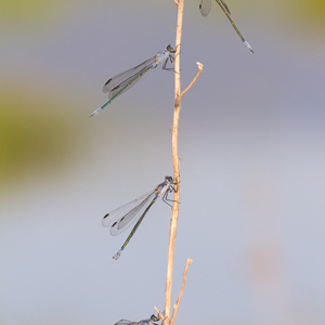 2012-05-03 - Juffers aan het opwarmen<br/>Skala Kaloni - Griekenland<br/>Canon EOS 7D - 250 mm - f/8.0, 1/640 sec, ISO 400