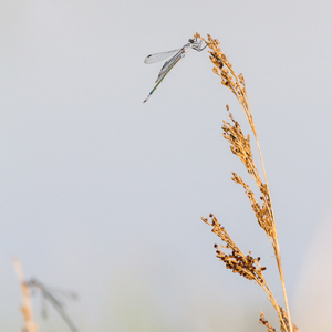 2012-05-03 - Juffers in de ochtendzon<br/>Skala Kaloni - Griekenland<br/>Canon EOS 7D - 400 mm - f/8.0, 1/800 sec, ISO 400