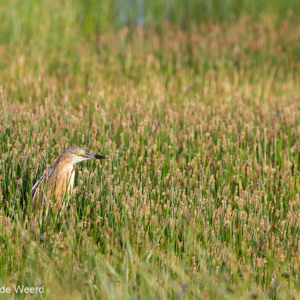 2012-05-03 - Ralreiger<br/>Skala Kaloni - Griekenland<br/>Canon EOS 7D - 365 mm - f/8.0, 1/500 sec, ISO 200