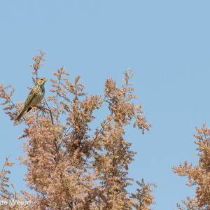 2012-05-03 - Grauwe Gors<br/>Skala Kaloni - Griekenland<br/>Canon EOS 7D - 400 mm - f/8.0, 1/640 sec, ISO 200