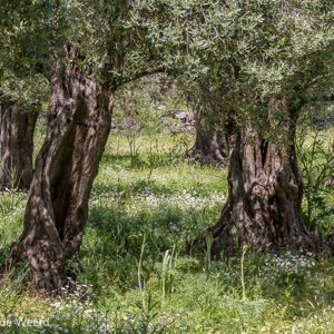 2012-05-03 - Olijfbomen<br/><br/>Canon EOS 7D - 100 mm - f/8.0, 1/500 sec, ISO 200