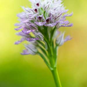 2012-05-04 - Orchis Tridentata<br/>Agiasos - Griekenland<br/>Canon EOS 7D - 100 mm - f/2.8, 1/400 sec, ISO 400