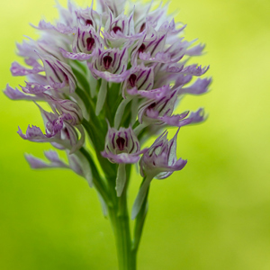 2012-05-04 - Orchis Tridentata<br/>Agiasos - Griekenland<br/>Canon EOS 7D - 100 mm - f/3.2, 1/320 sec, ISO 400