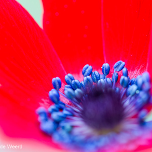 2012-05-04 - Anemoon<br/>Agiasos - Griekenland<br/>Canon EOS 7D - 100 mm - f/2.8, 0.02 sec, ISO 200
