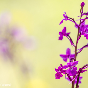 2012-05-04 - Vierpuntjes Orchis - Orchis quadrapunctata<br/>Agiasos - Griekenland<br/>Canon EOS 7D - 100 mm - f/2.8, 1/2000 sec, ISO 200