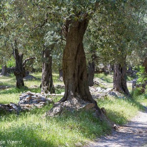 2012-05-06 - Wandeling tiussen de olijfbomen door<br/><br/>Canon EOS 7D - 67 mm - f/8.0, 0.02 sec, ISO 200