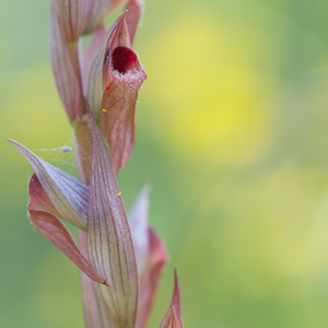 2012-05-06 - Lange Tongorchis<br/>Plomari - Griekenland<br/>Canon EOS 7D - 100 mm - f/2.8, 1/400 sec, ISO 200